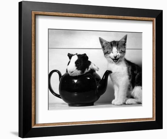 Pinkie the Guinea Pig and Perky the Kitten Tottenahm London, September 1978-null-Framed Premium Photographic Print