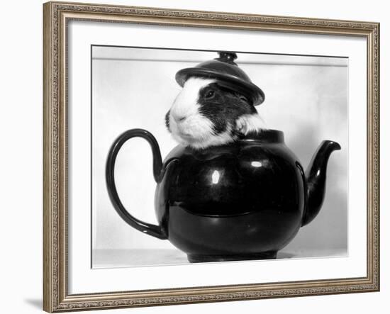 Pinkie the Guinea Pig Sitting in a Tea Pot-null-Framed Photographic Print