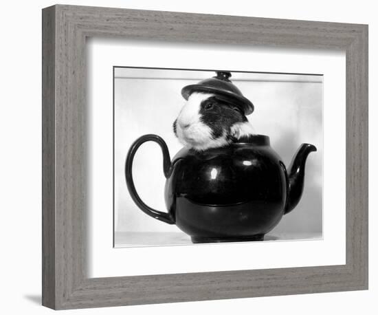 Pinkie the Guinea Pig Sitting in a Tea Pot-null-Framed Photographic Print