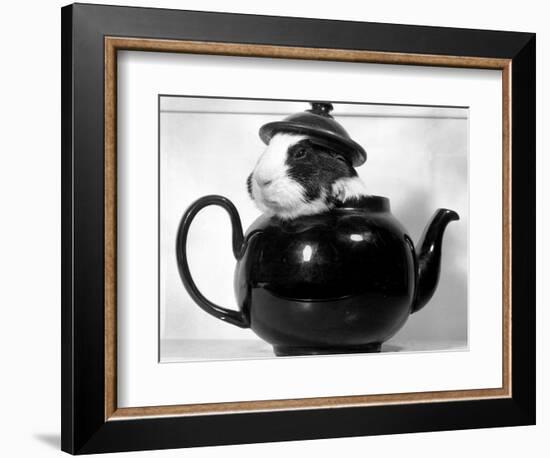 Pinkie the Guinea Pig Sitting in a Tea Pot-null-Framed Photographic Print