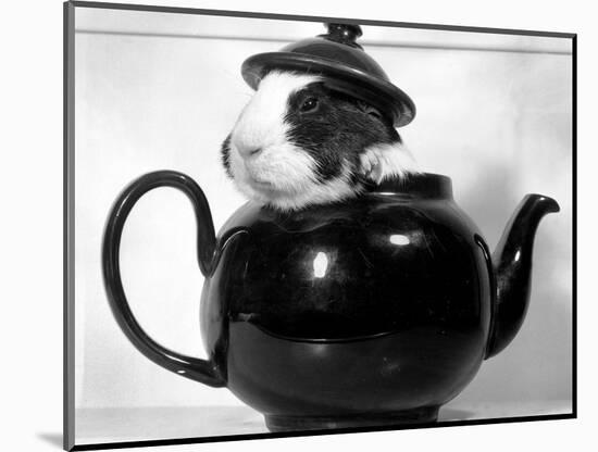 Pinkie the Guinea Pig Sitting in a Tea Pot-null-Mounted Photographic Print