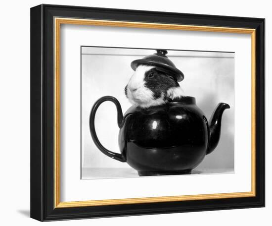 Pinkie the Guinea Pig Sitting in a Tea Pot-null-Framed Photographic Print