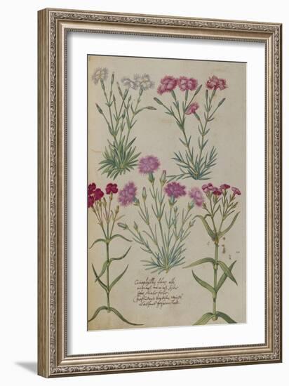 Pinks. from 'Camerarius Florilegium'-Joachim Camerarius-Framed Giclee Print