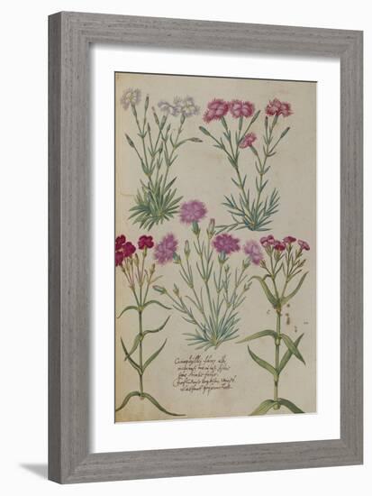 Pinks. from 'Camerarius Florilegium'-Joachim Camerarius-Framed Giclee Print