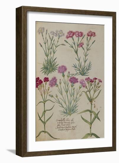 Pinks. from 'Camerarius Florilegium'-Joachim Camerarius-Framed Giclee Print