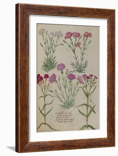 Pinks. from 'Camerarius Florilegium'-Joachim Camerarius-Framed Giclee Print