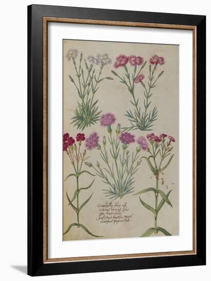 Pinks. from 'Camerarius Florilegium'-Joachim Camerarius-Framed Giclee Print