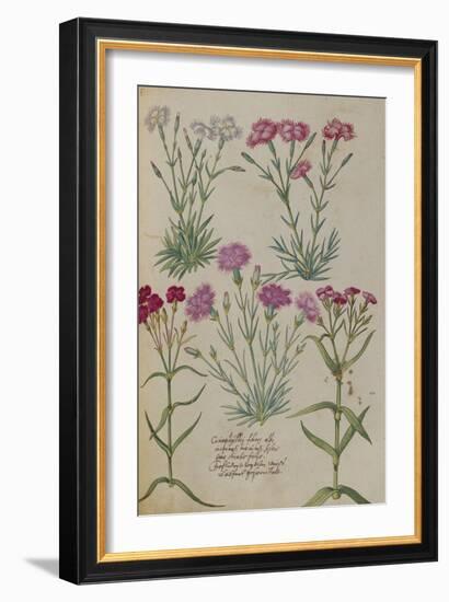 Pinks. from 'Camerarius Florilegium'-Joachim Camerarius-Framed Giclee Print