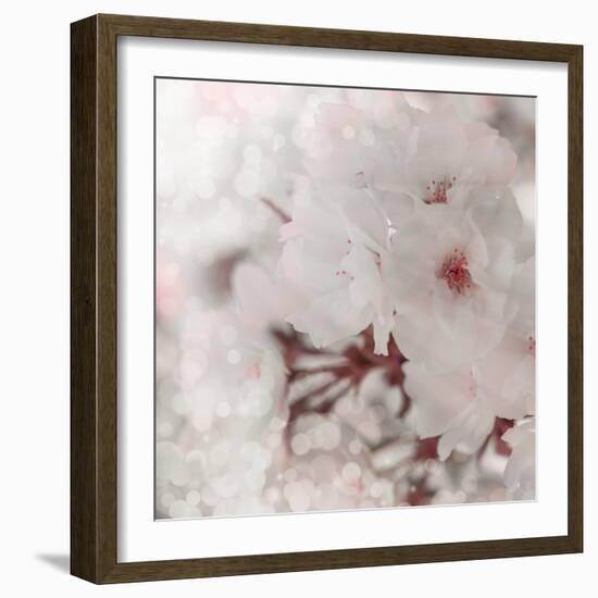 Pinky Blossom 2-LightBoxJournal-Framed Premium Giclee Print