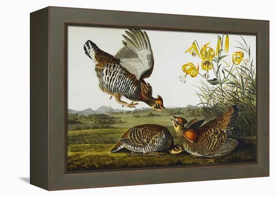 Pinnated Grouse. Greater Prairie Chicken (Tympanuchus Cupido), from 'The Birds of America'-John James Audubon-Framed Premier Image Canvas