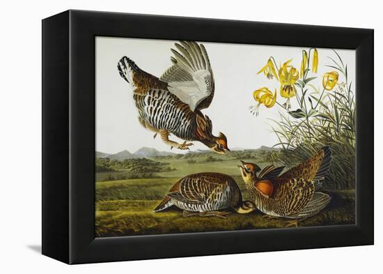 Pinnated Grouse. Greater Prairie Chicken (Tympanuchus Cupido), from 'The Birds of America'-John James Audubon-Framed Premier Image Canvas