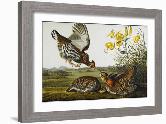 Pinnated Grouse. Greater Prairie Chicken (Tympanuchus Cupido), from 'The Birds of America'-John James Audubon-Framed Giclee Print