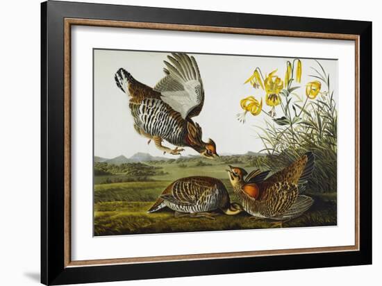 Pinnated Grouse. Greater Prairie Chicken (Tympanuchus Cupido), from 'The Birds of America'-John James Audubon-Framed Giclee Print