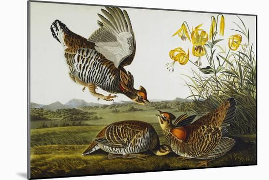 Pinnated Grouse. Greater Prairie Chicken (Tympanuchus Cupido), from 'The Birds of America'-John James Audubon-Mounted Giclee Print