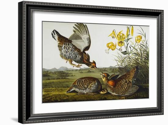 Pinnated Grouse. Greater Prairie Chicken (Tympanuchus Cupido), from 'The Birds of America'-John James Audubon-Framed Giclee Print