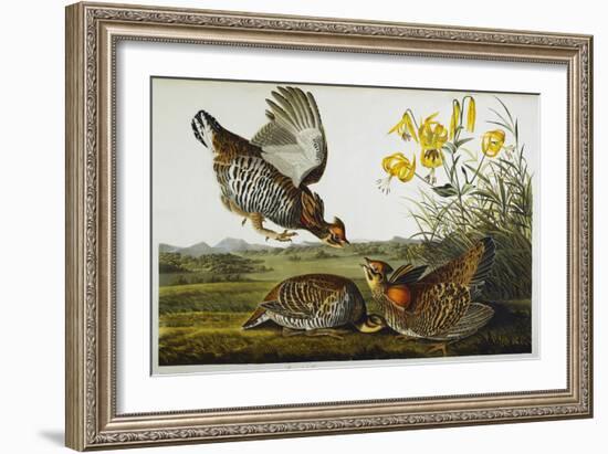 Pinnated Grouse. Greater Prairie Chicken-John James Audubon-Framed Giclee Print