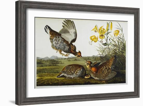 Pinnated Grouse. Greater Prairie Chicken-John James Audubon-Framed Giclee Print