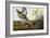 Pinnated Grouse. Greater Prairie Chicken-John James Audubon-Framed Giclee Print