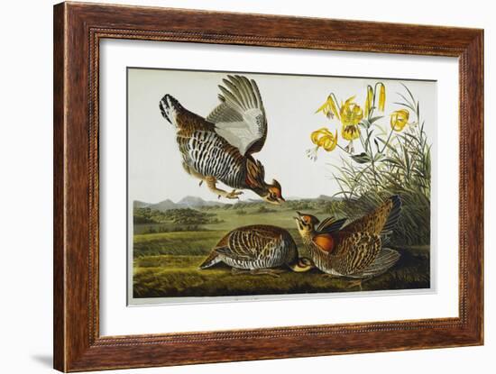 Pinnated Grouse. Greater Prairie Chicken-John James Audubon-Framed Giclee Print