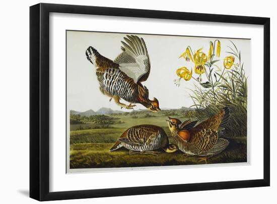 Pinnated Grouse. Greater Prairie Chicken-John James Audubon-Framed Giclee Print