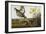 Pinnated Grouse. Greater Prairie Chicken-John James Audubon-Framed Giclee Print