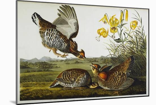 Pinnated Grouse. Greater Prairie Chicken-John James Audubon-Mounted Giclee Print