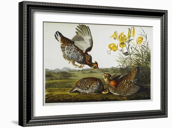 Pinnated Grouse. Greater Prairie Chicken-John James Audubon-Framed Giclee Print