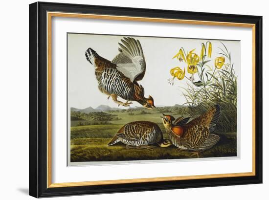 Pinnated Grouse. Greater Prairie Chicken-John James Audubon-Framed Giclee Print