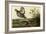 Pinnated Grouse-null-Framed Giclee Print