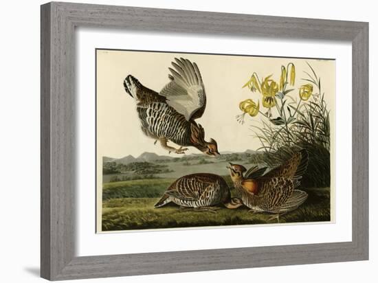 Pinnated Grouse-null-Framed Giclee Print