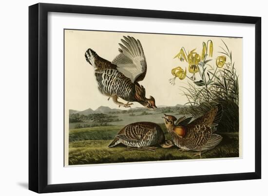 Pinnated Grouse-null-Framed Giclee Print