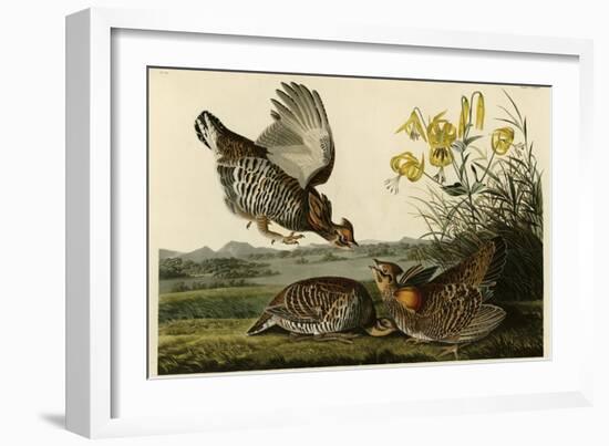 Pinnated Grouse-null-Framed Giclee Print