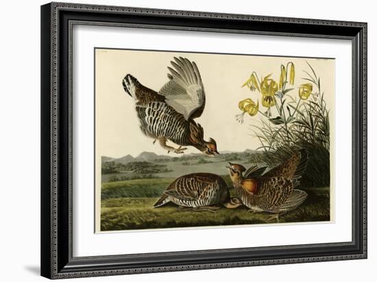 Pinnated Grouse-null-Framed Giclee Print