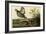 Pinnated Grouse-null-Framed Giclee Print