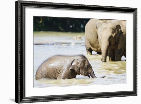 Pinnewala Elephant Orphanage Near Kegalle, Hill Country, Sri Lanka, Asia-Christian Kober-Framed Photographic Print