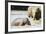 Pinnewala Elephant Orphanage Near Kegalle, Hill Country, Sri Lanka, Asia-Christian Kober-Framed Photographic Print