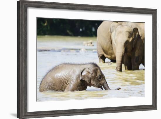 Pinnewala Elephant Orphanage Near Kegalle, Hill Country, Sri Lanka, Asia-Christian Kober-Framed Photographic Print