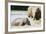 Pinnewala Elephant Orphanage Near Kegalle, Hill Country, Sri Lanka, Asia-Christian Kober-Framed Photographic Print