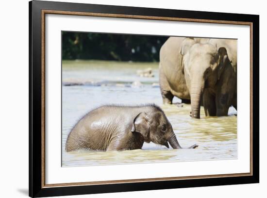 Pinnewala Elephant Orphanage Near Kegalle, Hill Country, Sri Lanka, Asia-Christian Kober-Framed Photographic Print