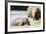 Pinnewala Elephant Orphanage Near Kegalle, Hill Country, Sri Lanka, Asia-Christian Kober-Framed Photographic Print