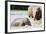 Pinnewala Elephant Orphanage Near Kegalle, Hill Country, Sri Lanka, Asia-Christian Kober-Framed Photographic Print