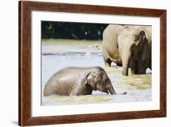 Pinnewala Elephant Orphanage Near Kegalle, Hill Country, Sri Lanka, Asia-Christian Kober-Framed Photographic Print