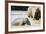 Pinnewala Elephant Orphanage Near Kegalle, Hill Country, Sri Lanka, Asia-Christian Kober-Framed Photographic Print