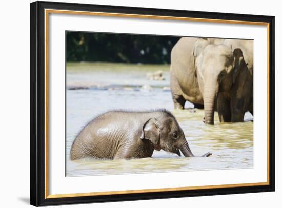 Pinnewala Elephant Orphanage Near Kegalle, Hill Country, Sri Lanka, Asia-Christian Kober-Framed Photographic Print