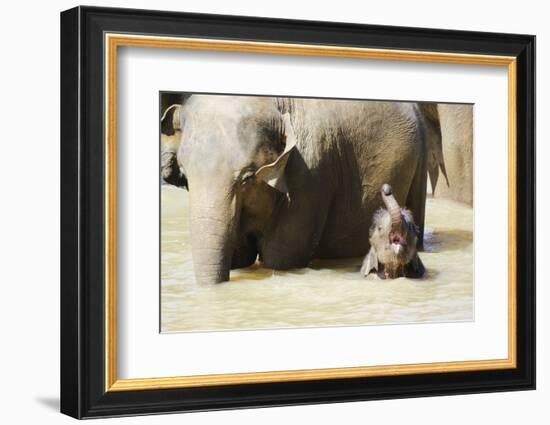 Pinnewala Elephant Orphanage Near Kegalle, Hill Country, Sri Lanka, Asia-Christian Kober-Framed Photographic Print