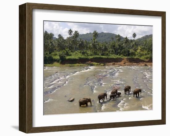 Pinnewala Elephant Orphanage Near Kegalle, Hill Country, Sri Lanka-Gavin Hellier-Framed Photographic Print
