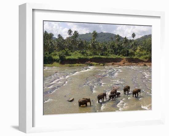 Pinnewala Elephant Orphanage Near Kegalle, Hill Country, Sri Lanka-Gavin Hellier-Framed Photographic Print