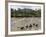 Pinnewala Elephant Orphanage Near Kegalle, Hill Country, Sri Lanka-Gavin Hellier-Framed Photographic Print