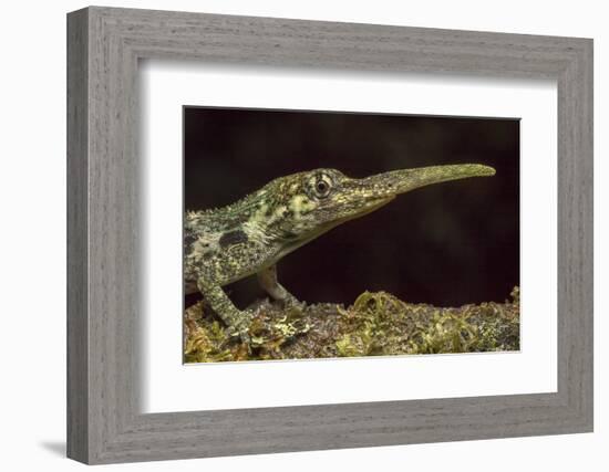 Pinocchio Lizard (Anolis Proboscis) Male, Mindo, Ecuador. Controlled Conditions-Melvin Grey-Framed Photographic Print