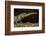 Pinocchio Lizard (Anolis Proboscis) Male, Mindo, Ecuador. Controlled Conditions-Melvin Grey-Framed Photographic Print